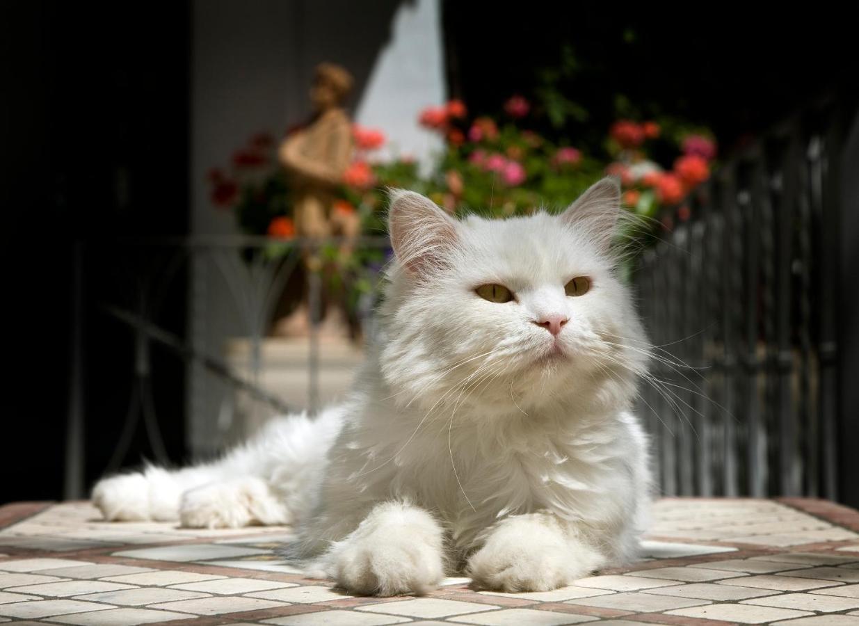 Albergo Gatto Bianco Capri Esterno foto